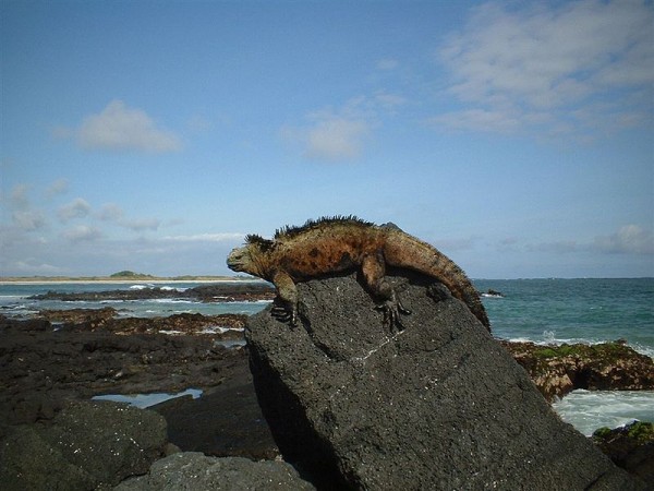800px-Galapagos_iguana1