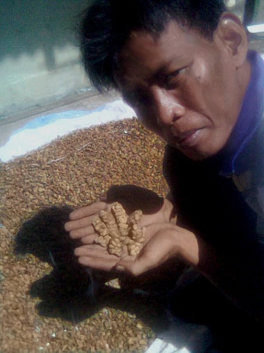 Indonesian_farmer_shows_coffee_beans_already_digested_by_Asian_Palm_Civet,_but_before_cleaning_and_roasting