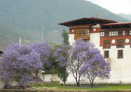 Jacaranda_bhutan