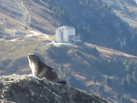 Marmot_in_Swiss_Alps