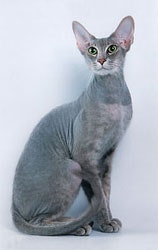 Peterbald