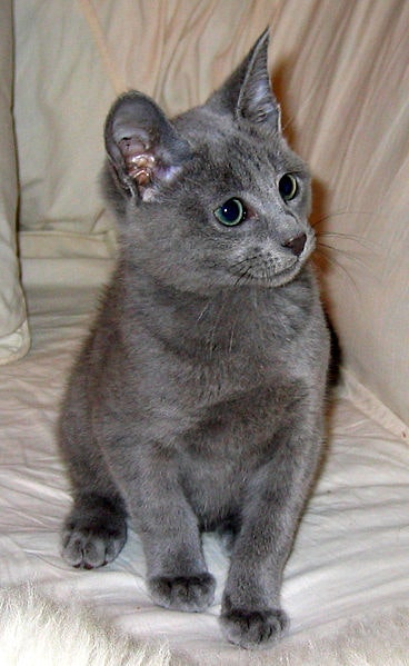 Russian Blue