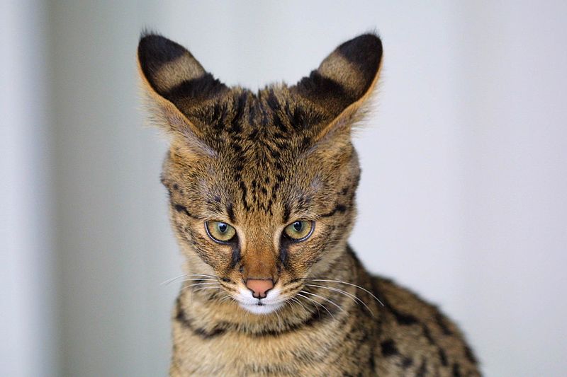 The 9 Most Expensive Cat Breeds In The World