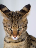 The 9 Most Expensive Cat Breeds In The World
