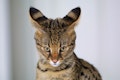 The 9 Most Expensive Cat Breeds In The World