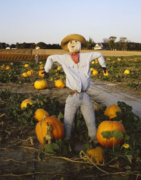 Scarecrow in rural Maryland farmland