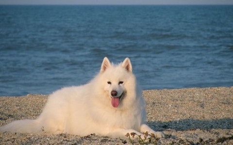 Samoyed