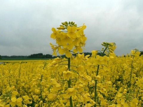 Oilseed