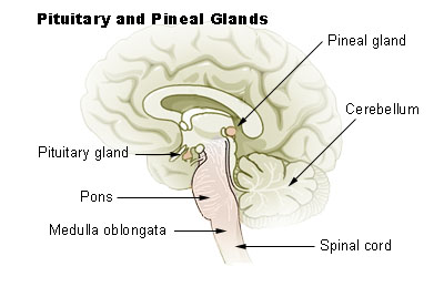 Endocrinology