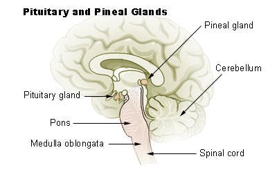 Endocrinology