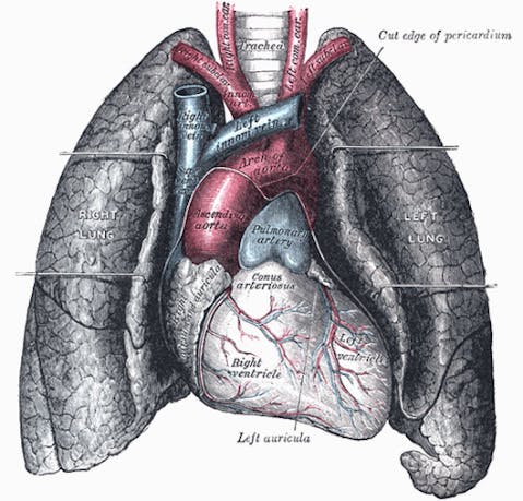 Pulmonology