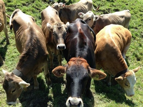 cattle-474852_640