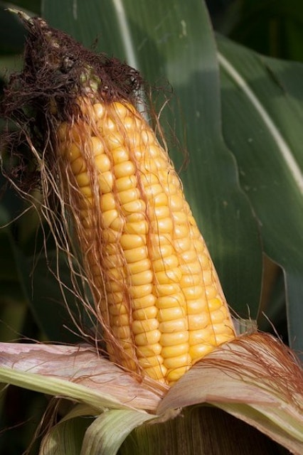 corn-on-the-cob-441279_640