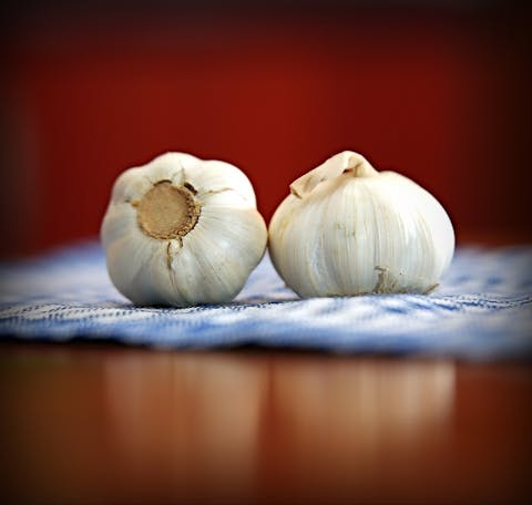 garlic