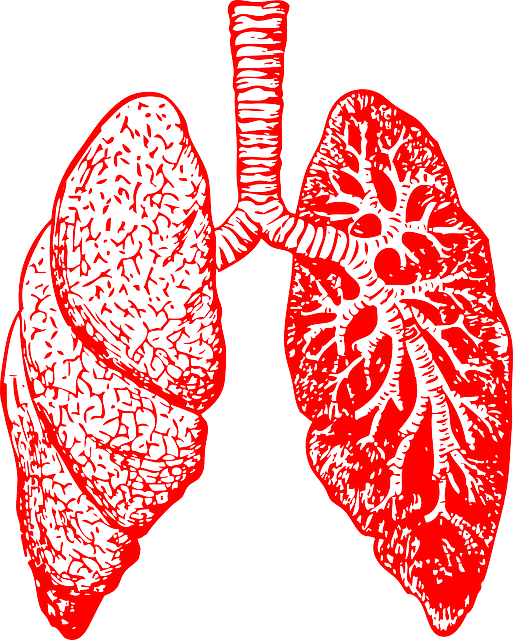 lungs-297492_640