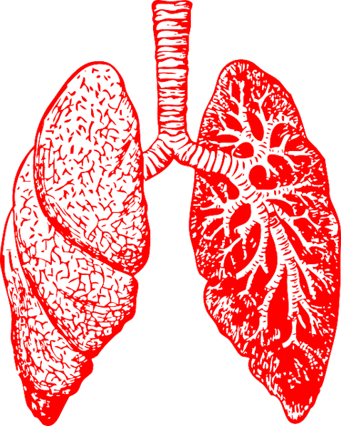 lungs-297492_640