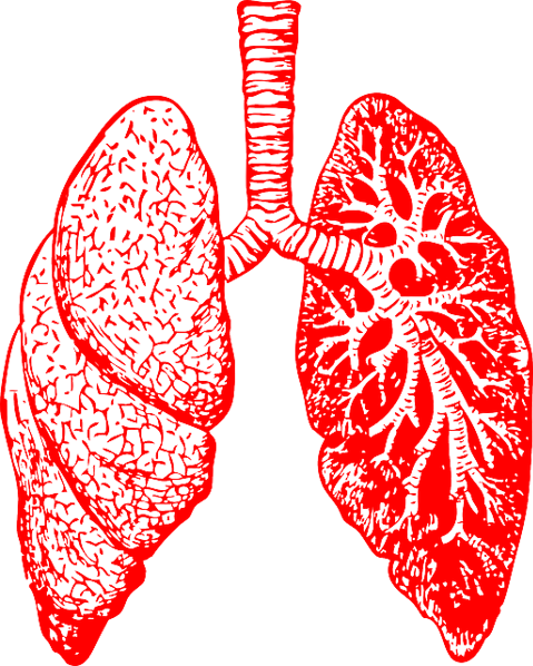 lungs-297492_640