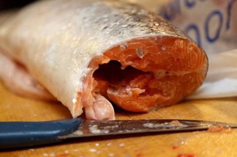 salmon