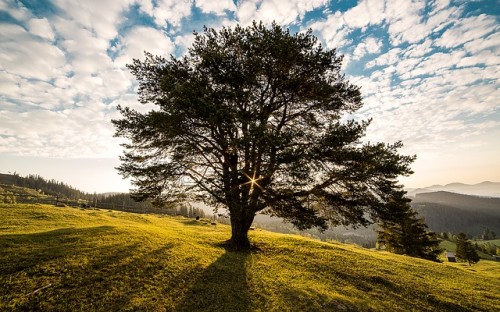 tree in a field