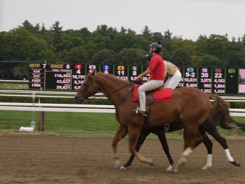 Tips for betting on horses