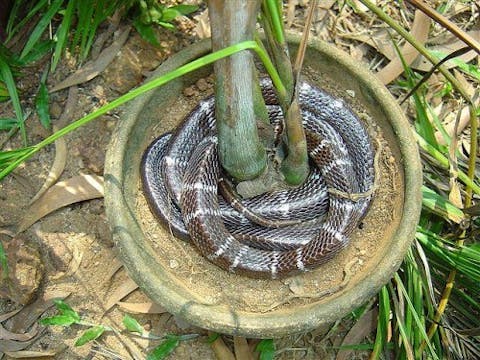 Top 7 Most Poisonous Snakes In The World