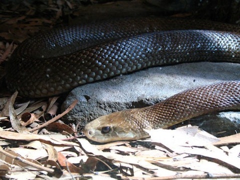 Top 7 Most Poisonous Snakes In The World
