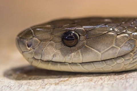Top 7 Most Poisonous Snakes In The World