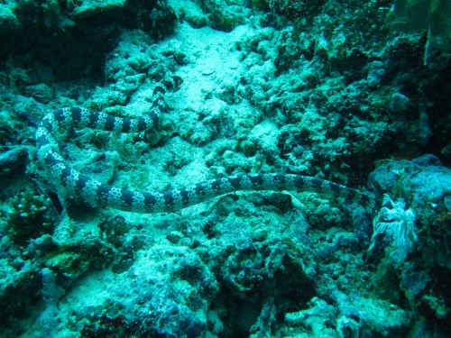 Top 7 Most Poisonous Snakes In The World