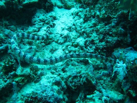 Top 7 Most Poisonous Snakes In The World