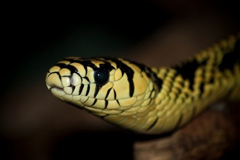 Top 7 Most Poisonous Snakes In The World