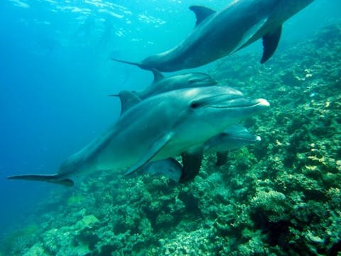 dolphins