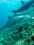 5 Amazing Places You Can Swim with Dolphins