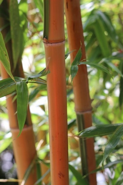 bamboo-333961_640