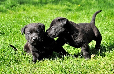 Most Expensive Puppies in the World