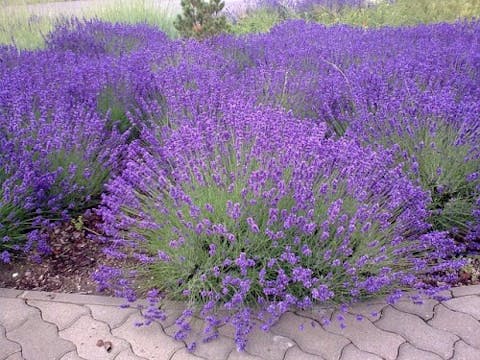 lavender-403222_640