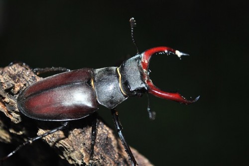 stag-beetle-385094_640