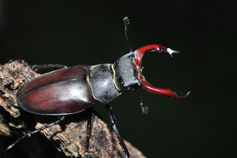 stag-beetle-385094_640