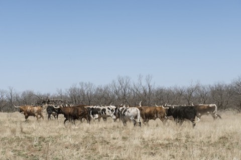 Texax-cattle-farming-rural-countryside