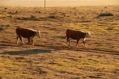 califronia cows sunset nature rural landscape
