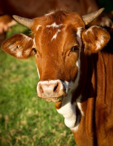 cow-brown