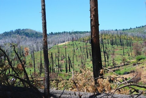 forest-fire-California