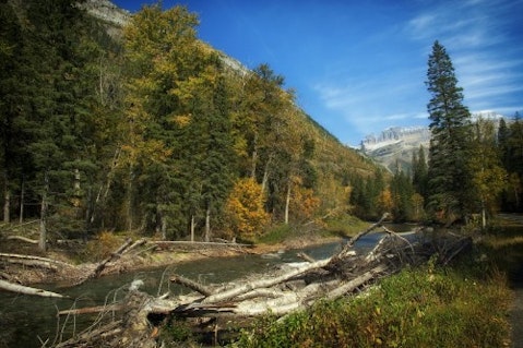 montana-forest-landscape