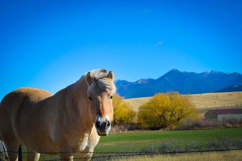 montana-horse - landscape-farm-mountain-rural