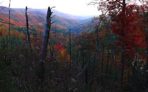 north carolina-forest-fall-colors