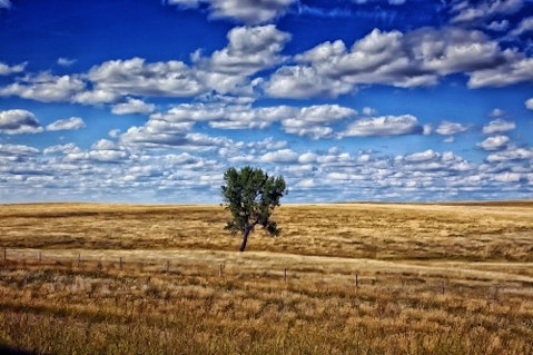 south-dakota countryside, tree, sky, landscape, nature, rural