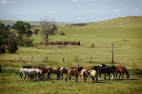 south-dakota-farm-ranch-rural-horses