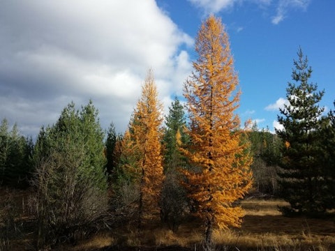 tamarack-trees-Idaho