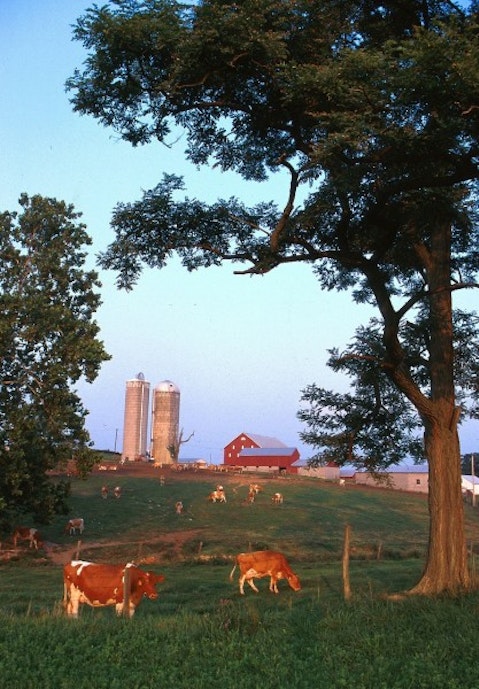 wisconsin-farm -rural-cows