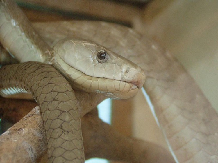 800px-Black_mamba_snake_dendroaspis_polylepis