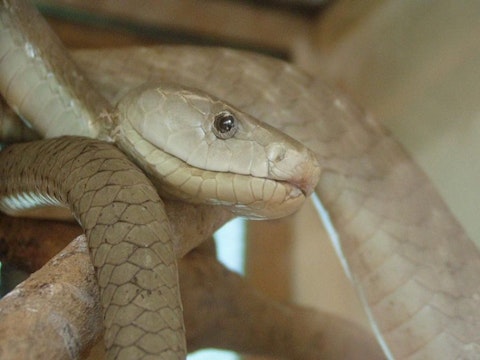 800px-Black_mamba_snake_dendroaspis_polylepis